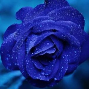 Meet your Posher, Catina’s